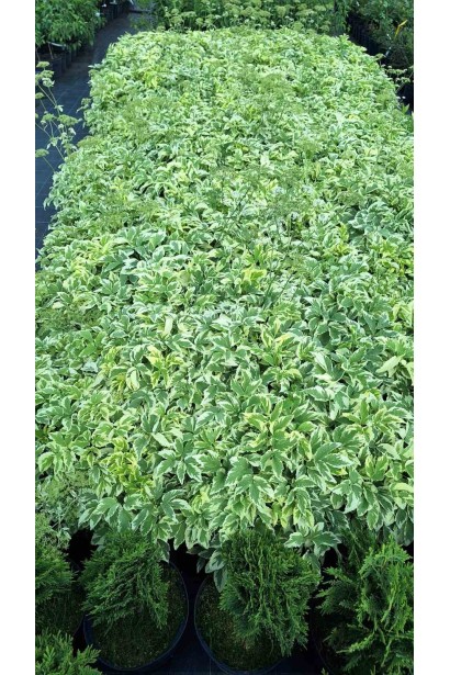 Aegopodium podagraria Variegata